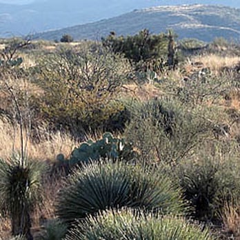 Oracle State Park Center for Environmental Education - Oracle State Park vegetation - Parks Near Me - Oracle, Arizona