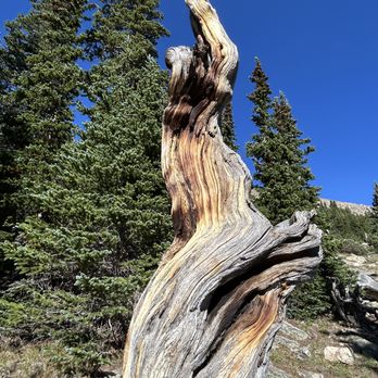 Colorado Sightseer - Old bristlecones - Tours Near Me - Denver, Colorado