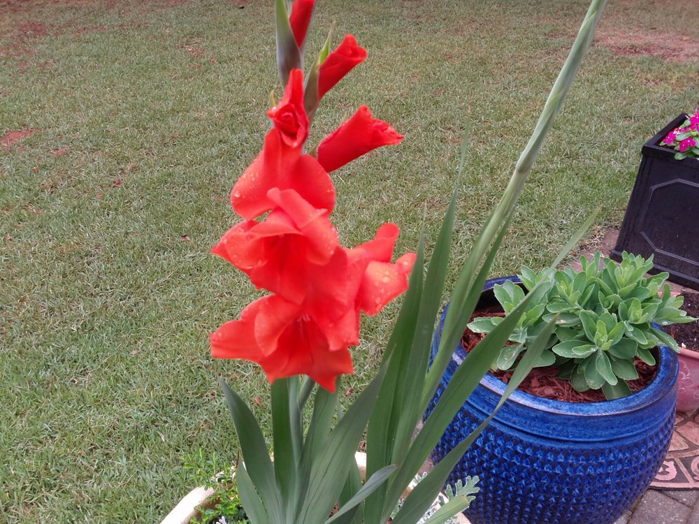 DOUGLAS COUNTY MASTER GARDENERS GREENHOUSE Updated September 2024