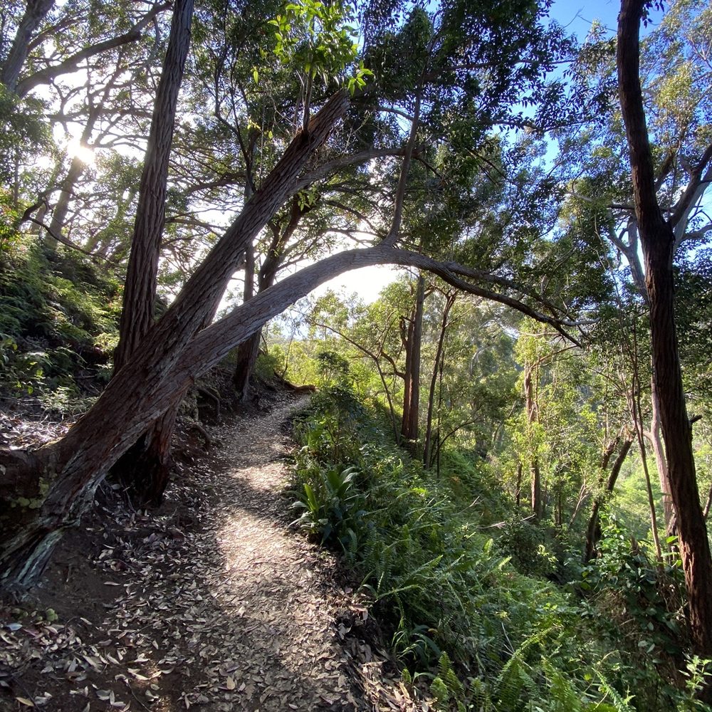 Aiea Loop Trail - Aiea Loop Trail. So many beautiful trees! - Hiking Near Me - Aiea, Hawaii