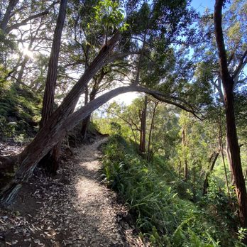 Aiea Loop Trail - Aiea Loop Trail. So many beautiful trees! - Hiking Near Me - Aiea, Hawaii
