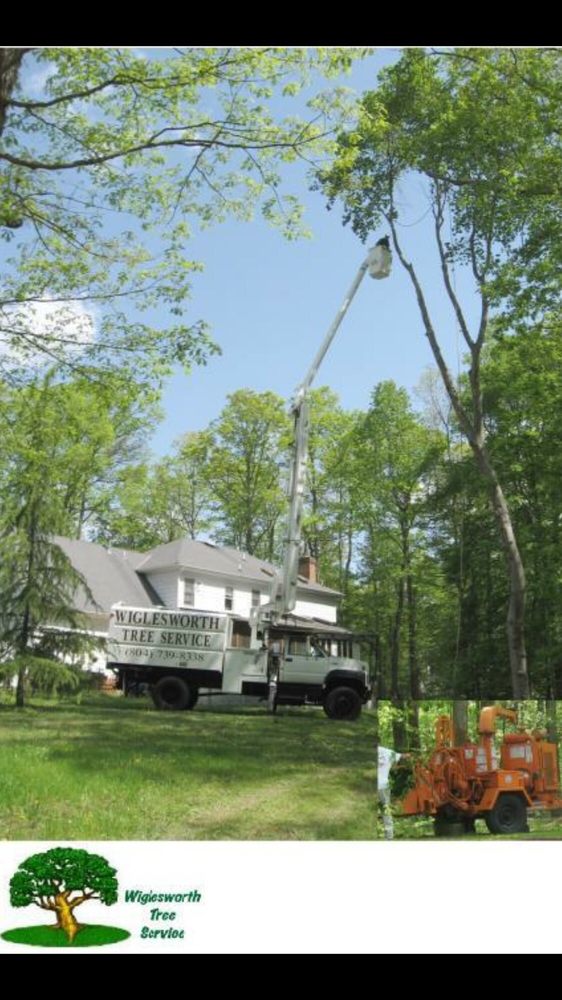 Wiglesworth Tree Svc - tree service in Chesterfield, VA