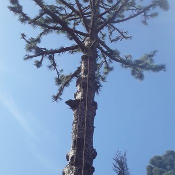 Arbol Tree Service - Tree Services Near Me Arbol Tree Service - Tree Services Near Me