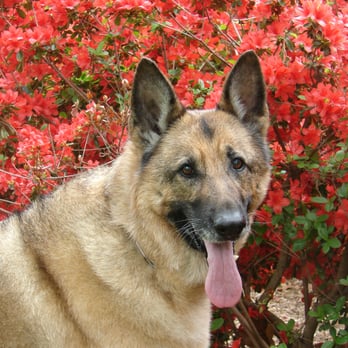 Oklahoma Veterinary Specialists - Lady QueenBee - Veterinarians Near Me - Tulsa, Oklahoma