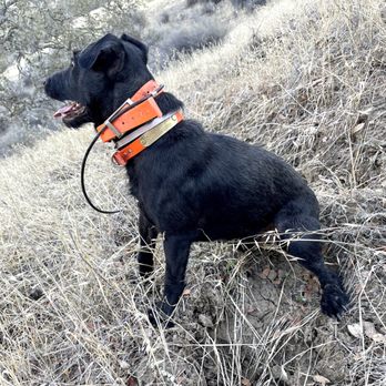 Schmidt Guide Service - Wildlife Hunting Ranges Near Me - King City, California Schmidt Guide Service - Wildlife Hunting Ranges Near Me - King City, California