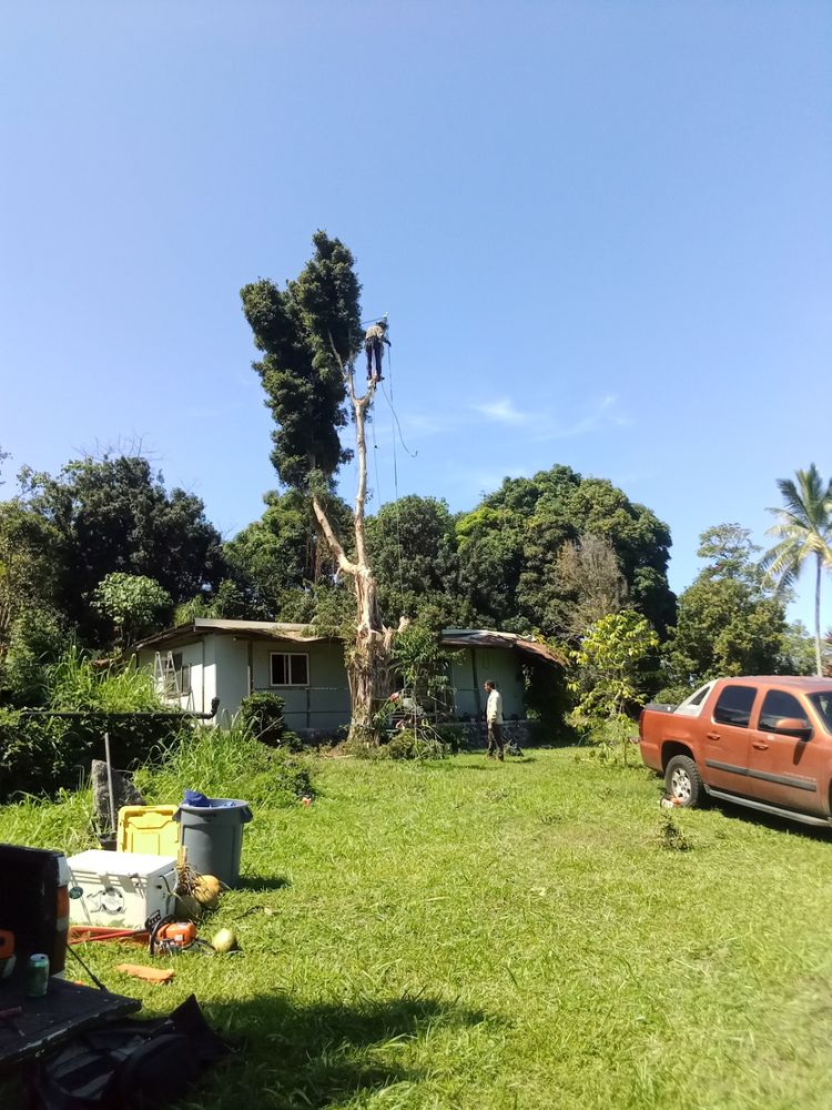 TOP NOTCH TREE SERVICES Updated October 2024 Kealakekua Bay, Hawaii
