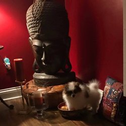Inner Balance Colonics - Leo is the top dog at Inner Balance