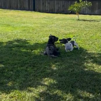 Bryan's Dog Boarding - Pet Boarding Near Me - Perris, California