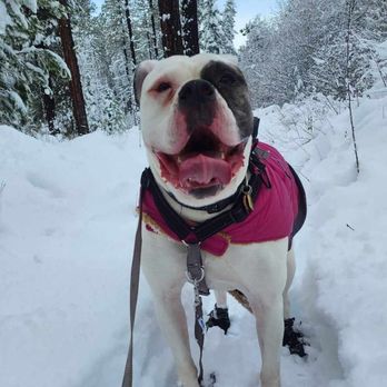Dog Dialect - Pet Training Near Me