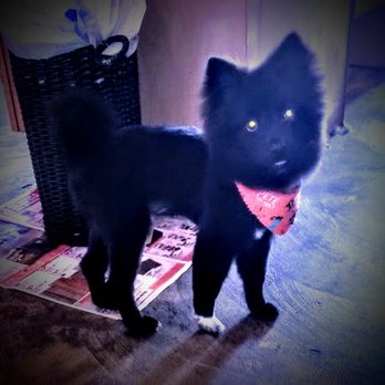 Dog Gone Beautifull - Pet Groomers Near Me - Sylacauga, Alabama Dog Gone Beautifull - Pet Groomers Near Me - Sylacauga, Alabama