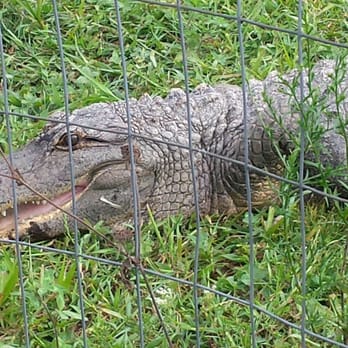 Critchlow Alligator Sanctuary - Animal Shelters Near Me - Athens, Michigan