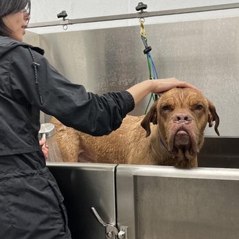 4 Bubbly Paws - Professional dog bathing and grooming equipment. - Pet Groomers Near Me - Vancouver, British Columbia