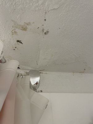 Trolley Palm by null