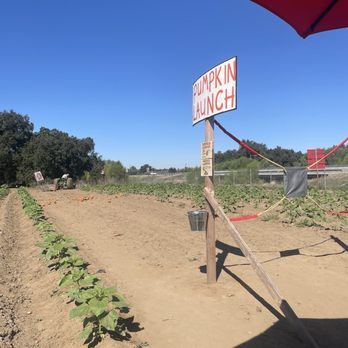 Sunflower Farm Stand - Honey Near Me - Sanger, California