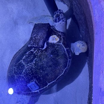 Key West Aquarium - Heavy weight block, no right fin to swim can't even get his head up out of the water. - Aquariums Near Me - Key West, Florida