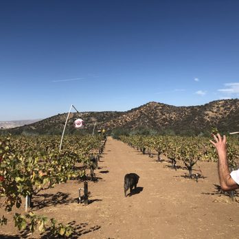 Condor's Hope Ranch - Cora & The vineyard - Ranches Near Me - New Cuyama, California Condor's Hope Ranch - Cora & The vineyard - Ranches Near Me - New Cuyama, California