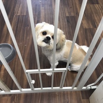 Groom & Board - Pet Groomers Near Me - Placentia, California