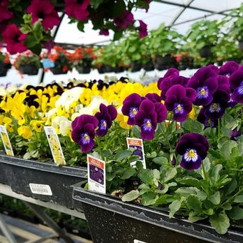 P&M Garden Services - Johnny jump ups - Nurseries & Gardening Near Me - Eagle River, Alaska
