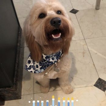 Many Paws - Pet Groomers Near Me - Los Angeles, California