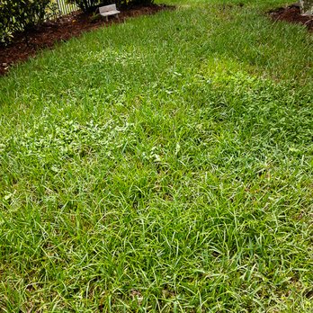 Lucky Landscaping - Unmowed back yard. - Lawn Services Near Me - Jupiter, Florida