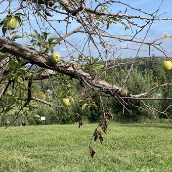 Pennings Orchard - an apple tree with fruit hanging from it's branches - Fruits & Veggies Near Me - Warwick, New York