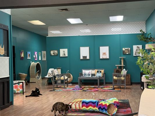 Catnip Cat Cafe by null