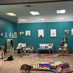 Catnip Cat Cafe - A view of one of the spaces from the front sitting room. Nice and large!