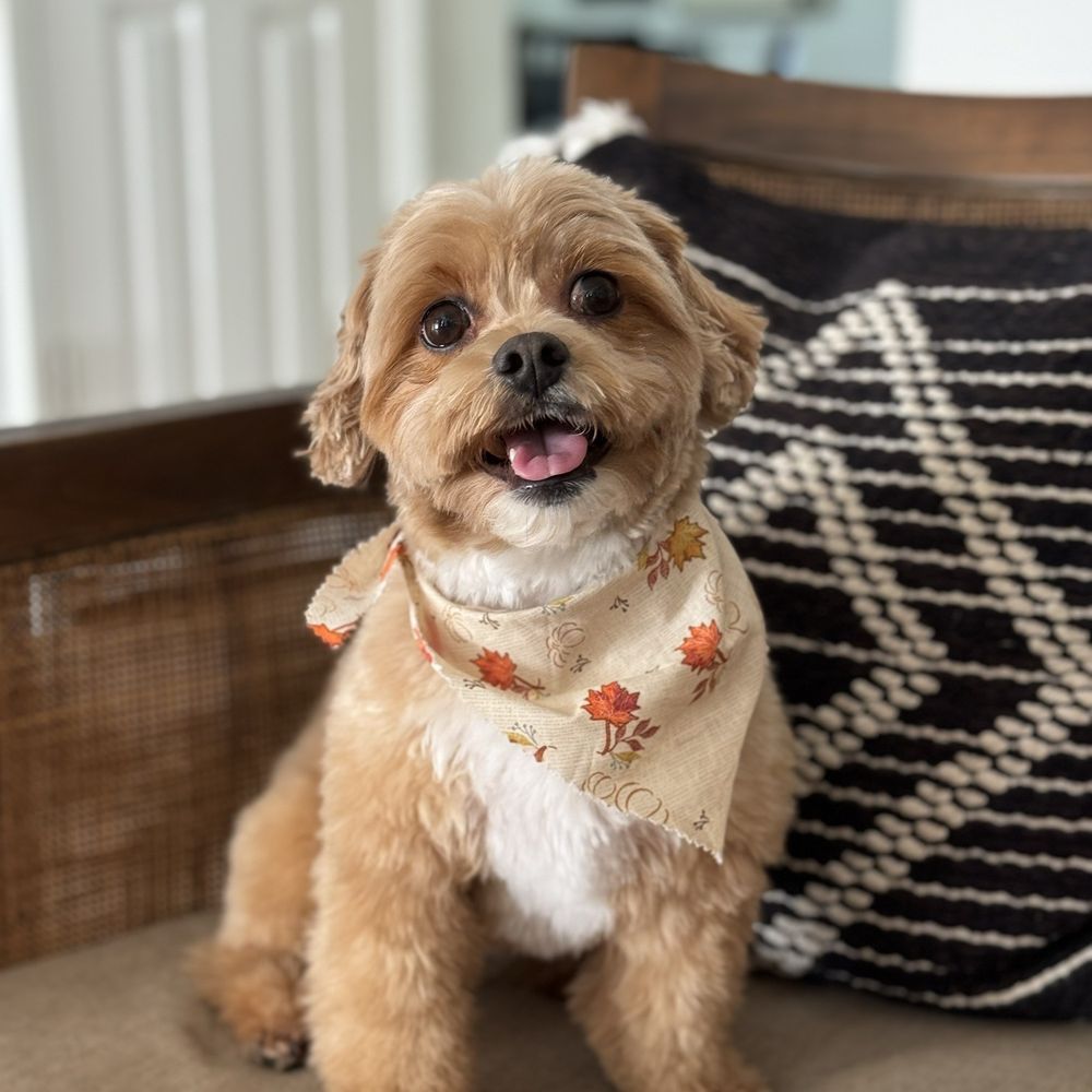 Poochie on your Block Mobile Grooming - CaliBear by Jasmin - Pet Groomers Near Me - Miami, Florida Poochie on your Block Mobile Grooming - CaliBear by Jasmin - Pet Groomers Near Me - Miami, Florida