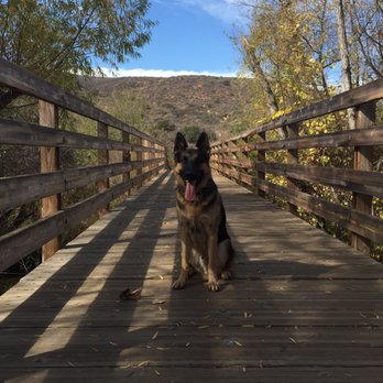 IQ K9 Training - More of the "sit" command. - Pet Training Near Me - Valley Center, California IQ K9 Training - More of the "sit" command. - Pet Training Near Me - Valley Center, California