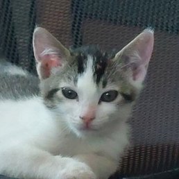 Is Cat Adoption Agreement Binding Without an Adoption Fee? Explained