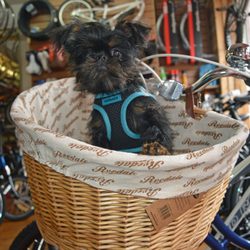 The Bike Shop Wales - Dogs Welcome