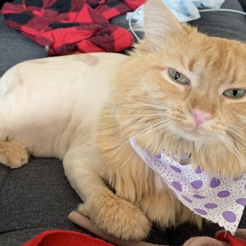 Grooming By Galdy - Long hair cat with the lion cut from Grooming by Galdy (taken right after haircut) - Pet Groomers Near Me - Chicago, Illinois Grooming By Galdy - Long hair cat with the lion cut from Grooming by Galdy (taken right after haircut) - Pet Groomers Near Me - Chicago, Illinois