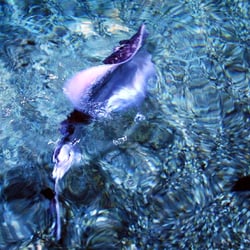 Sea Life