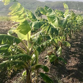Finca El Girasol - Young Banana Trees - Farms Near Me - Guanica, Puerto Rico
