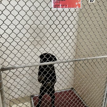 Concho Valley Paws - Animal Shelters Near Me - San Angelo, Texas