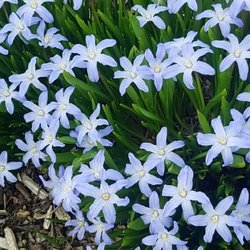 MetroScapesChicago - Spring 2017