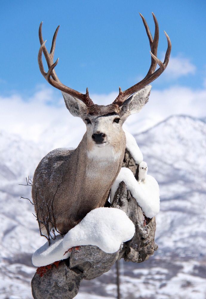 NW Wildlife Studio - taxidermy in Spokane, WA