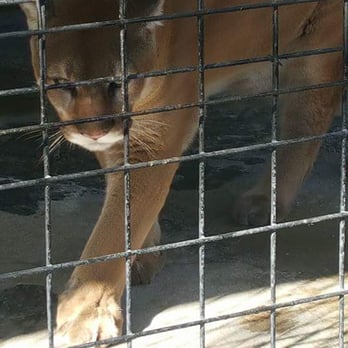 Jungle Adventures - Florida Panther hybrid? I can't remember honestly but beautiful! - Tours Near Me - Christmas, Florida Jungle Adventures - Florida Panther hybrid? I can't remember honestly but beautiful! - Tours Near Me - Christmas, Florida