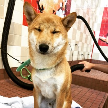 Pet Food Express - Blow drying this handsome shiba - Pet Stores Near Me - Pasadena, California Pet Food Express - Blow drying this handsome shiba - Pet Stores Near Me - Pasadena, California