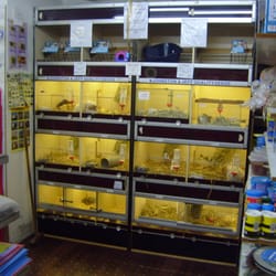 Atlantis Pet Supplies - Beautiful Rabbits, Guinea pigs,Hamsters and Gerbils in stock and a range of Cold water Fish available