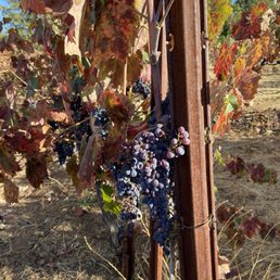 Fall in the vineyard Fall in the vineyard