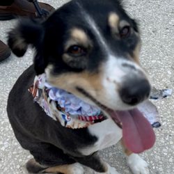 Amazing Animals Grooming And Pet Store - Stylish Bandanna ooo he smells so good!