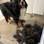 Photo of Magic Grooming