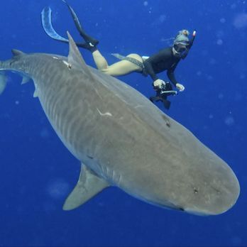 Deep Blue Eco Tours - Boat Tours Near Me - Haleiwa, Hawaii Deep Blue Eco Tours - Boat Tours Near Me - Haleiwa, Hawaii