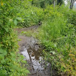 Franklin Ghost Town - Path is wet in places - seems to come from a spring along side the path way.