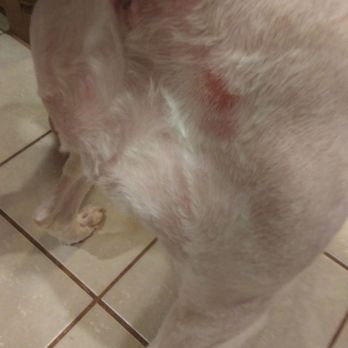 Awesome Pawsome Pet Salon - This one was maybe the worst one aside from her elbow. The vet bill was an added expense due to the terrible job they did. - Pet Groomers Near Me - Moore, Oklahoma