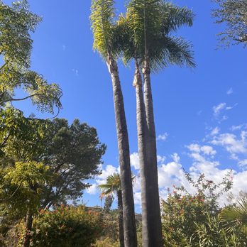 Pena Tree Service - After - Tree Services Near Me