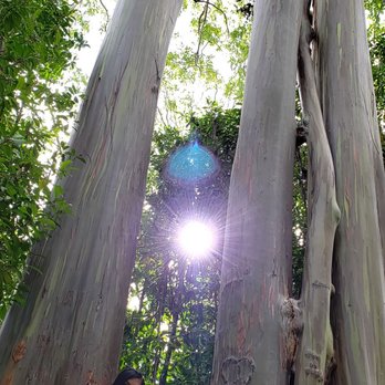 Skyline Hawaii - Road to Hana  Rainbow Eucalyptus! - Tours Near Me - Kahului, Hawaii