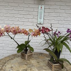 Basin Seafood & Fresh Fish Market - Some orchid s to cheer up your day'