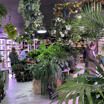 Spotted Leaf Plant Company - Nurseries & Gardening Near Me - Somerville, New Jersey Spotted Leaf Plant Company - Nurseries & Gardening Near Me - Somerville, New Jersey